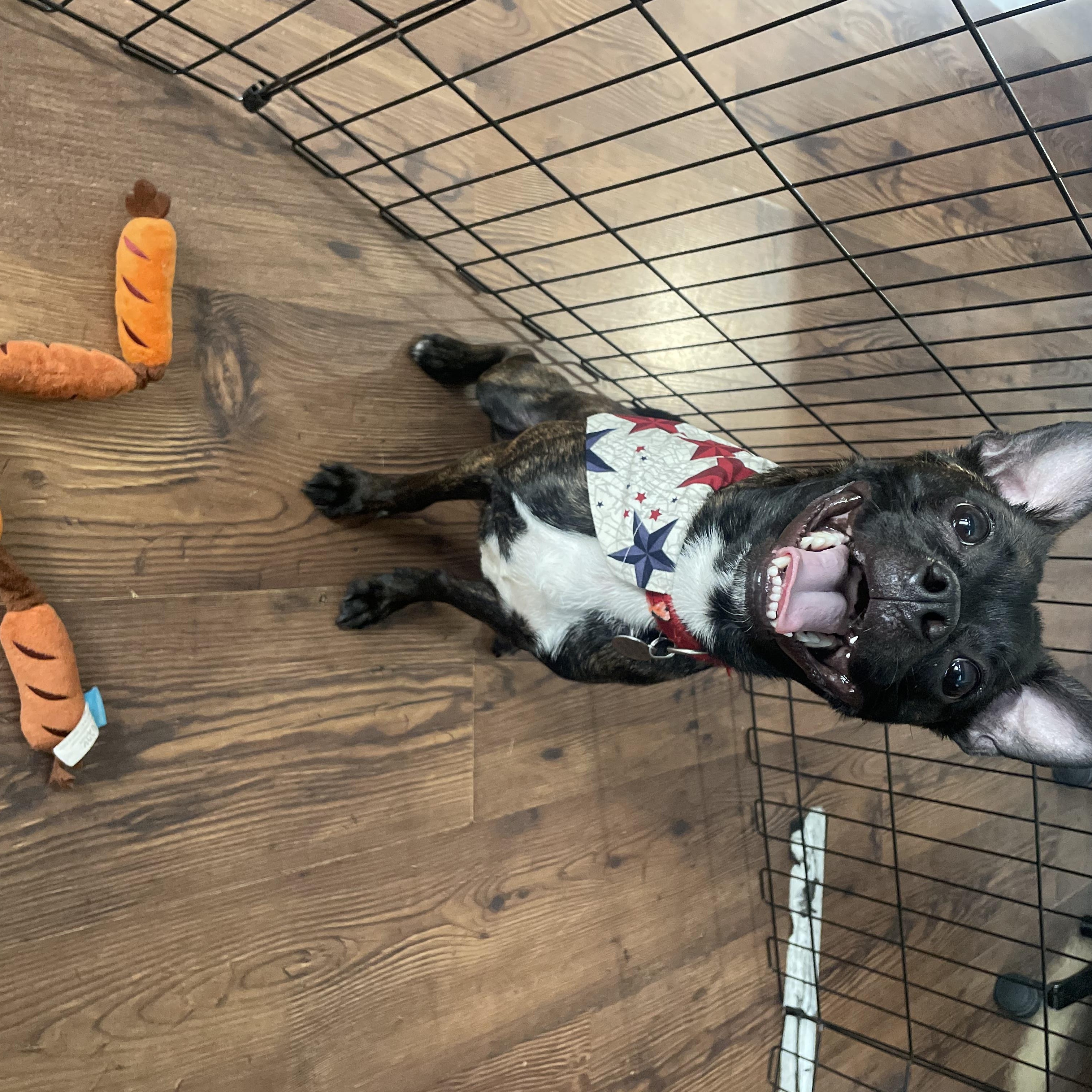 Twiglet, adopted, Adult Male Boston Terrier & Chihuahua.