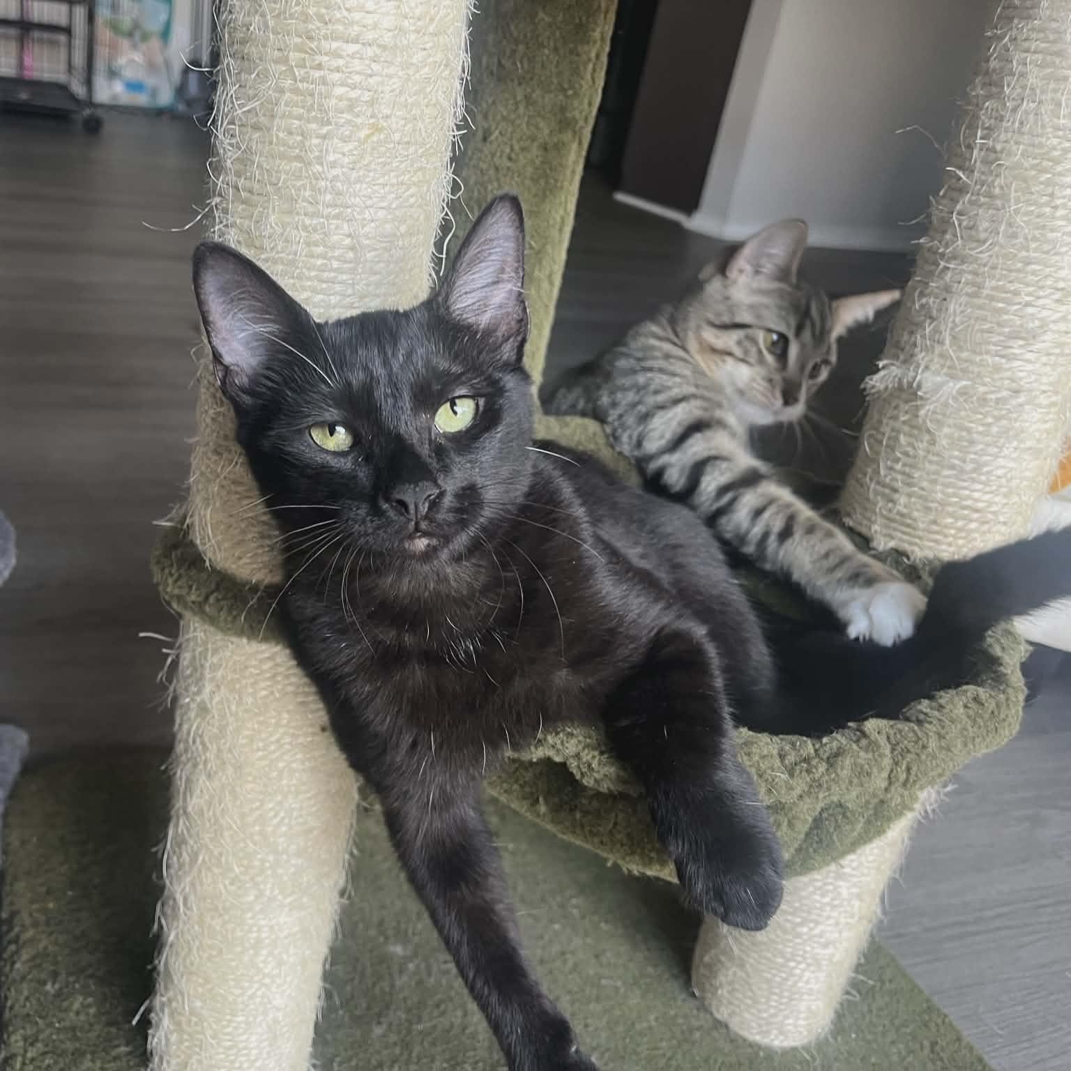 Clyde - The Purrfect Easygoing Kitten