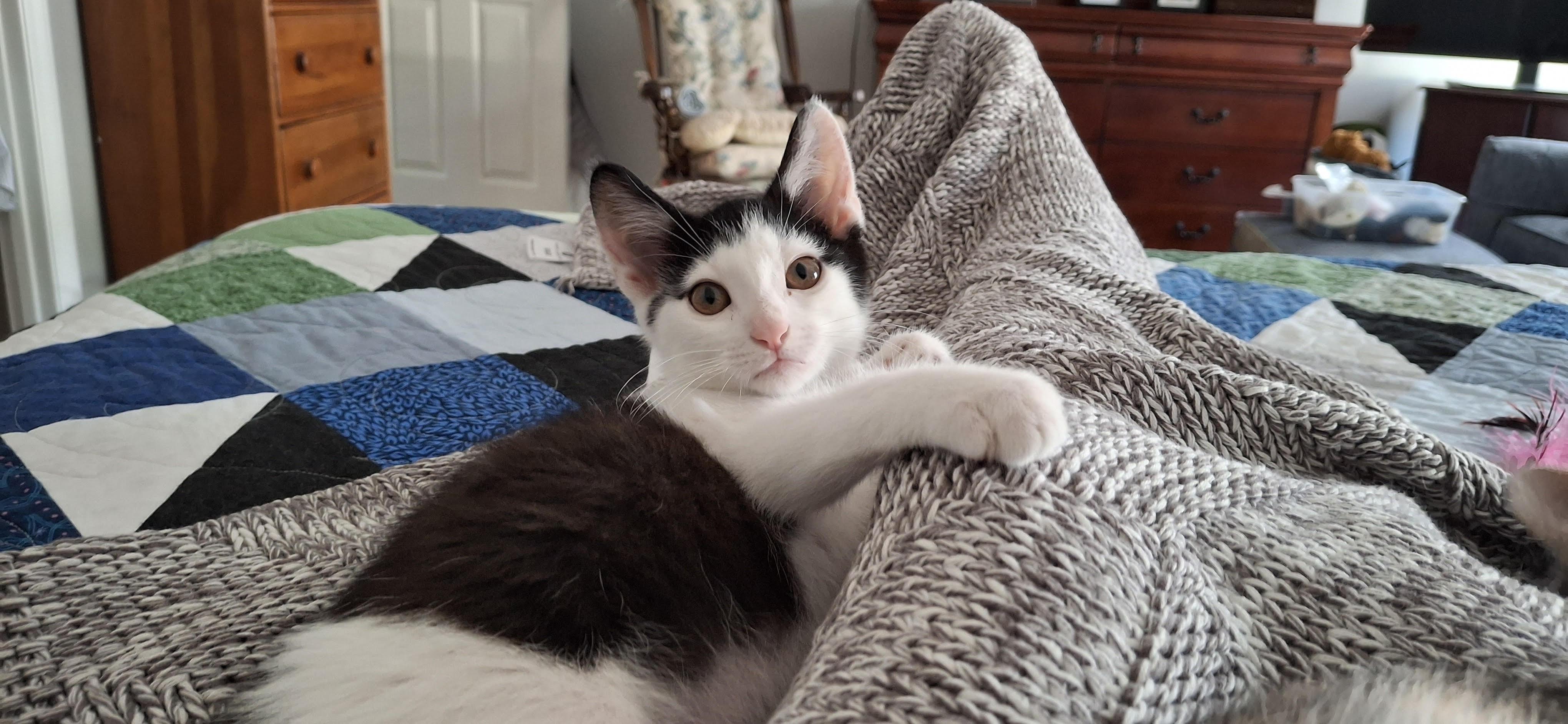 Matcha, an adopted Domestic Short Hair in Apex, NC image 2/5