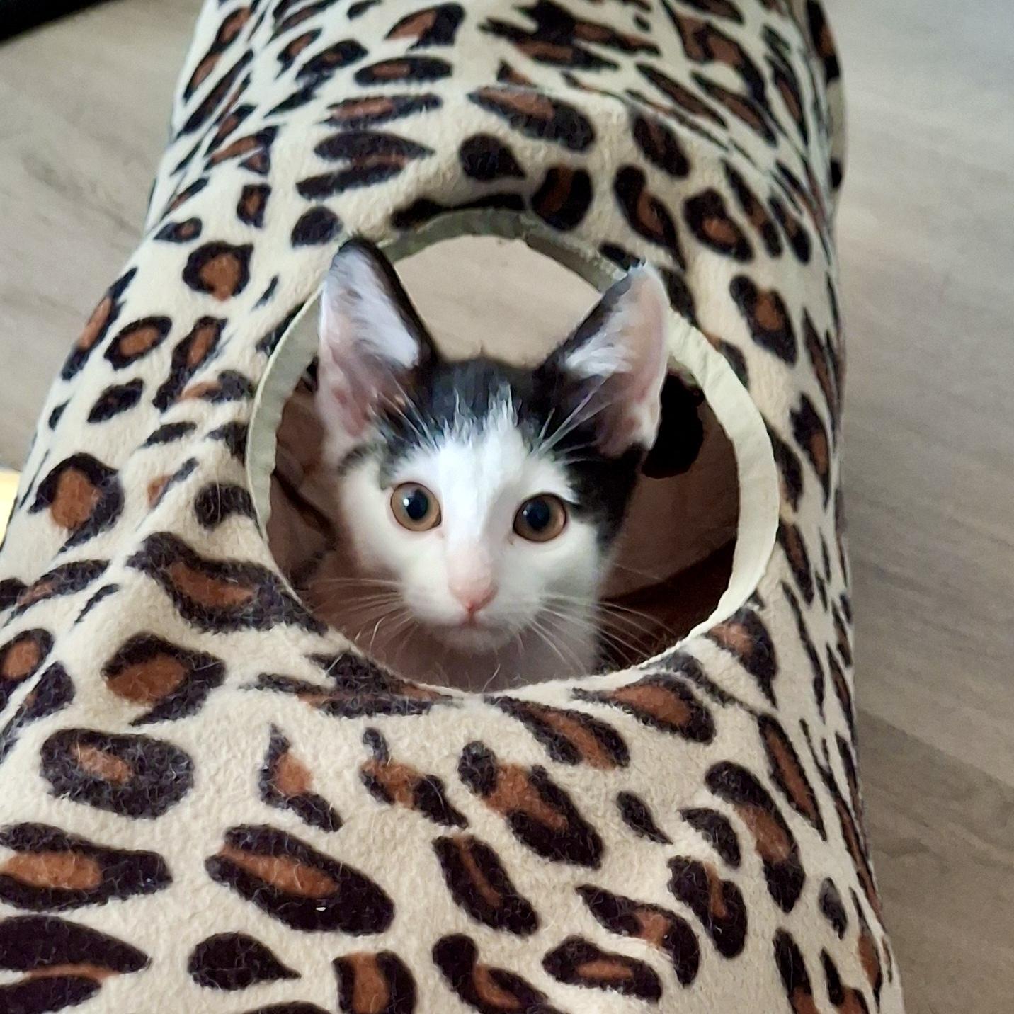 Matcha, an adopted Domestic Short Hair in Apex, NC image 5/5