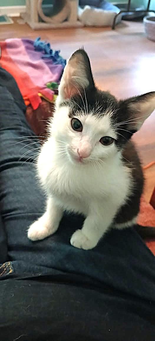 Matcha, an adopted Domestic Short Hair in Apex, NC image 4/5