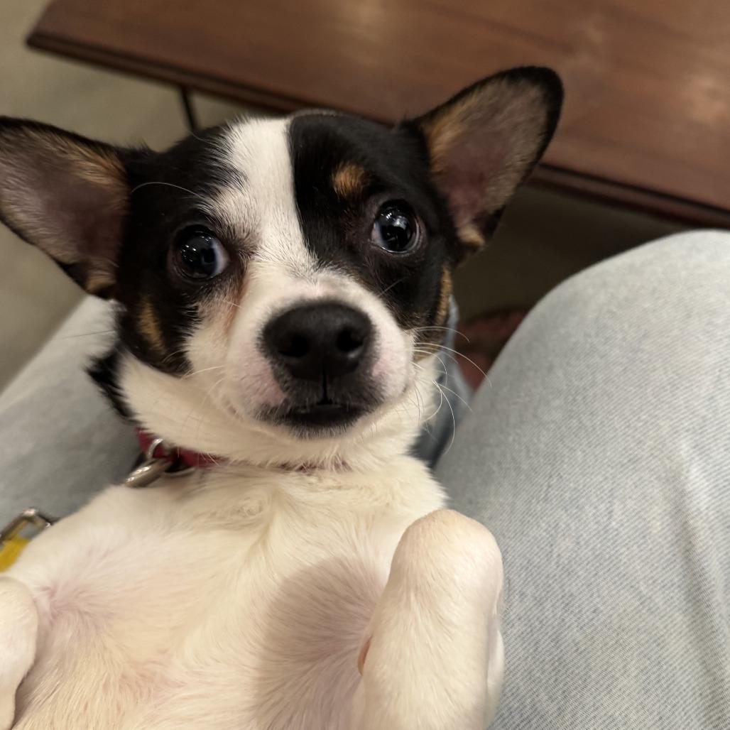Captain Lee, Adoptable, Young Male Rat Terrier & Mixed Breed.