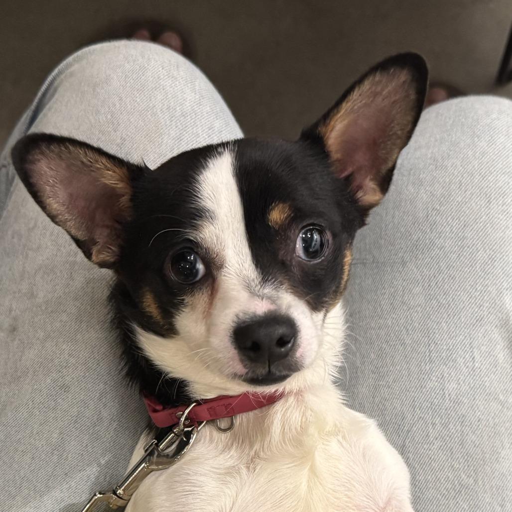 Captain Lee, a Adoptable mixed breed in Durham, NC image 2/6