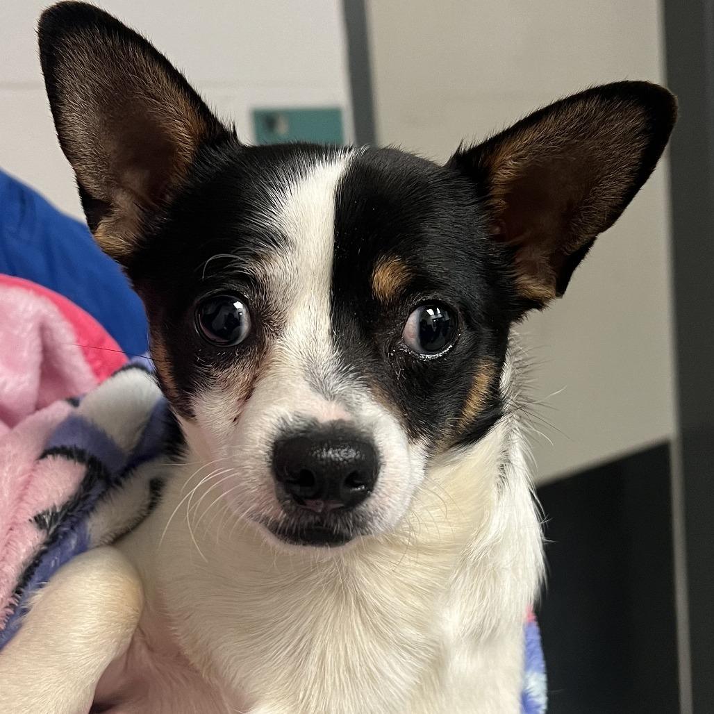 Captain Lee, a Adoptable mixed breed in Durham, NC image 3/6