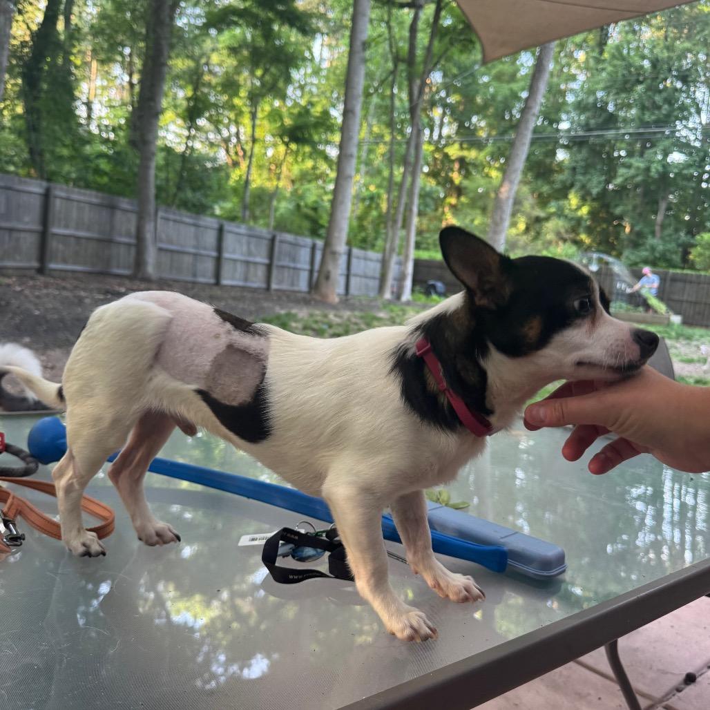 Captain Lee, a Adoptable mixed breed in Durham, NC image 5/6