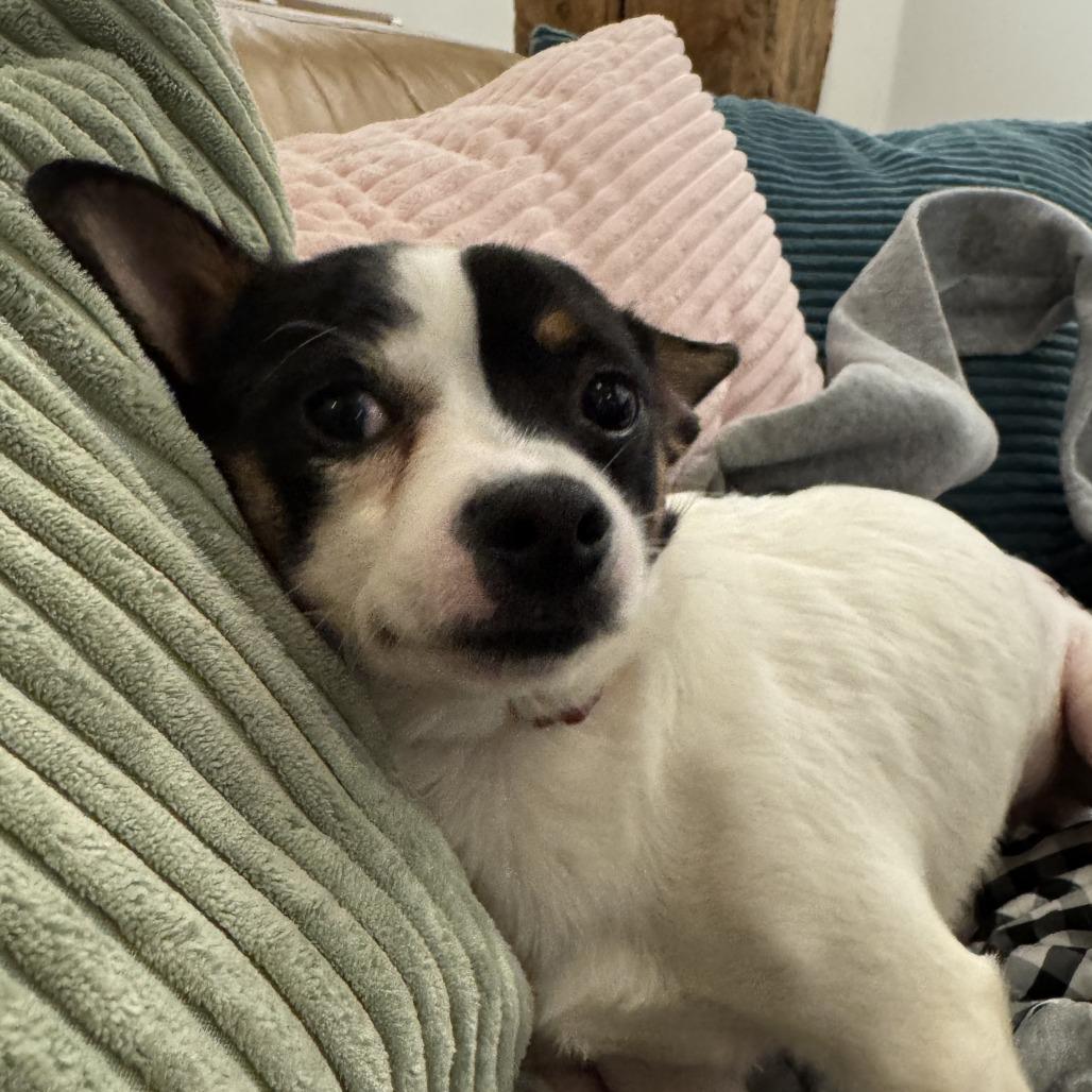 Captain Lee, a Adoptable mixed breed in Durham, NC image 6/6