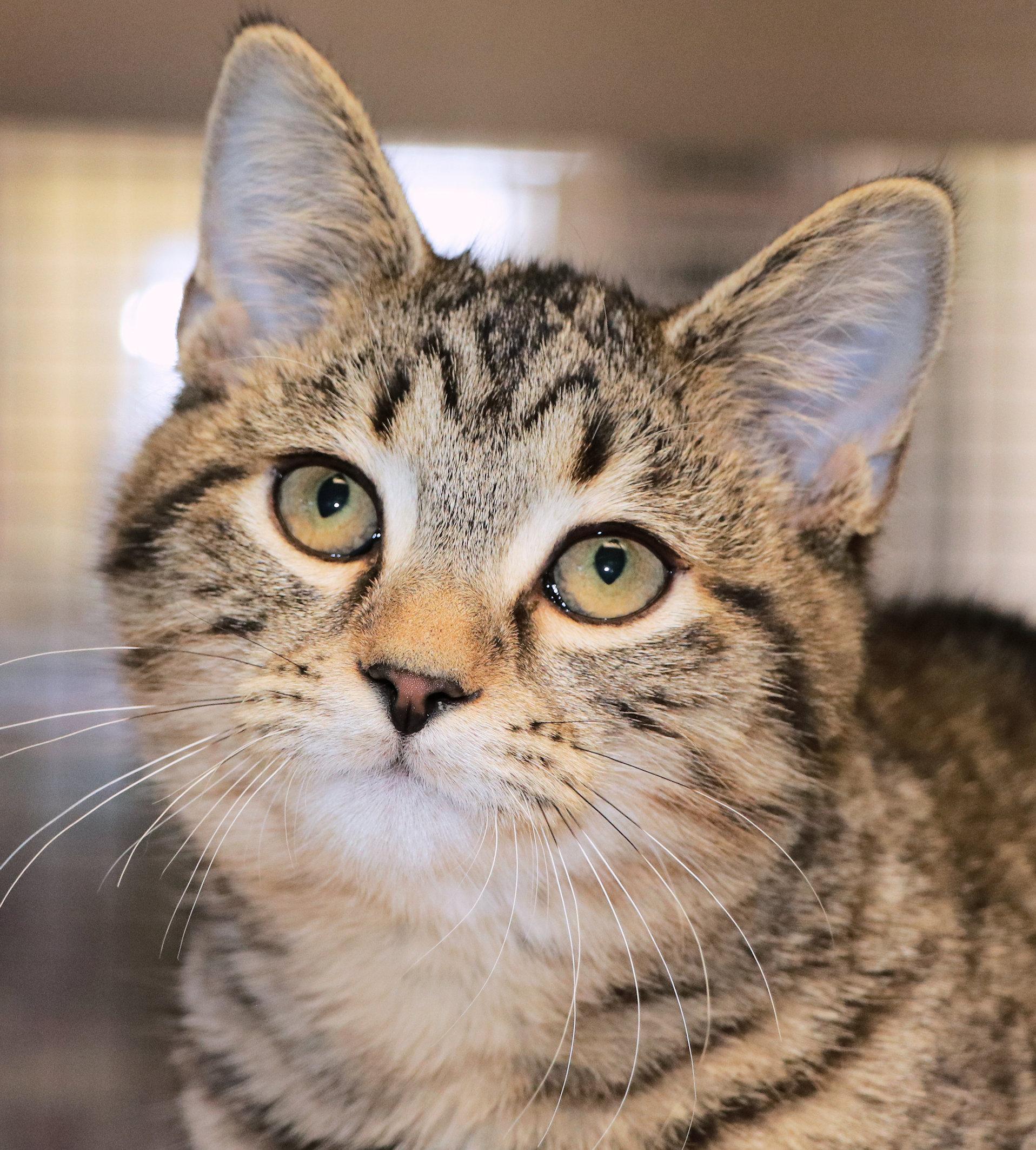 Enlarge Mackenzie, an adopted Domestic Short Hair in Cincinnati, OH image 1/2