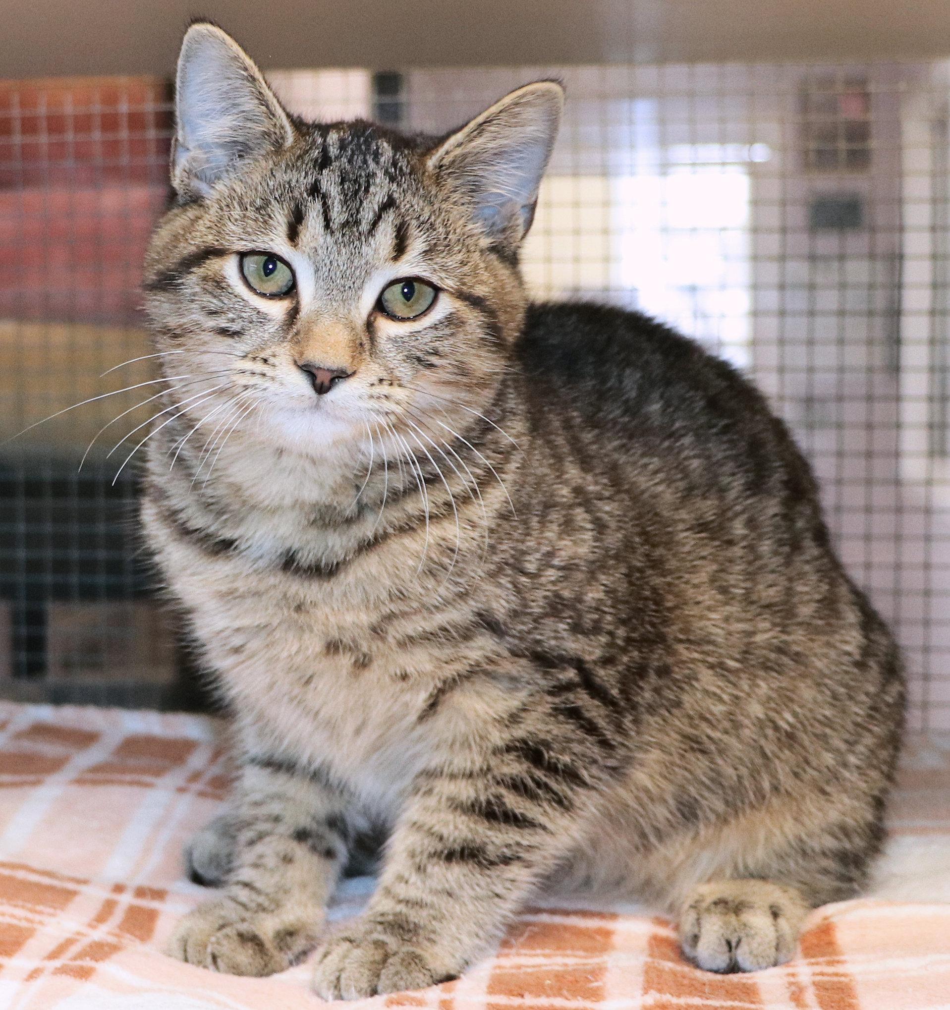 Enlarge Mackenzie, an adopted Domestic Short Hair in Cincinnati, OH image 2/2