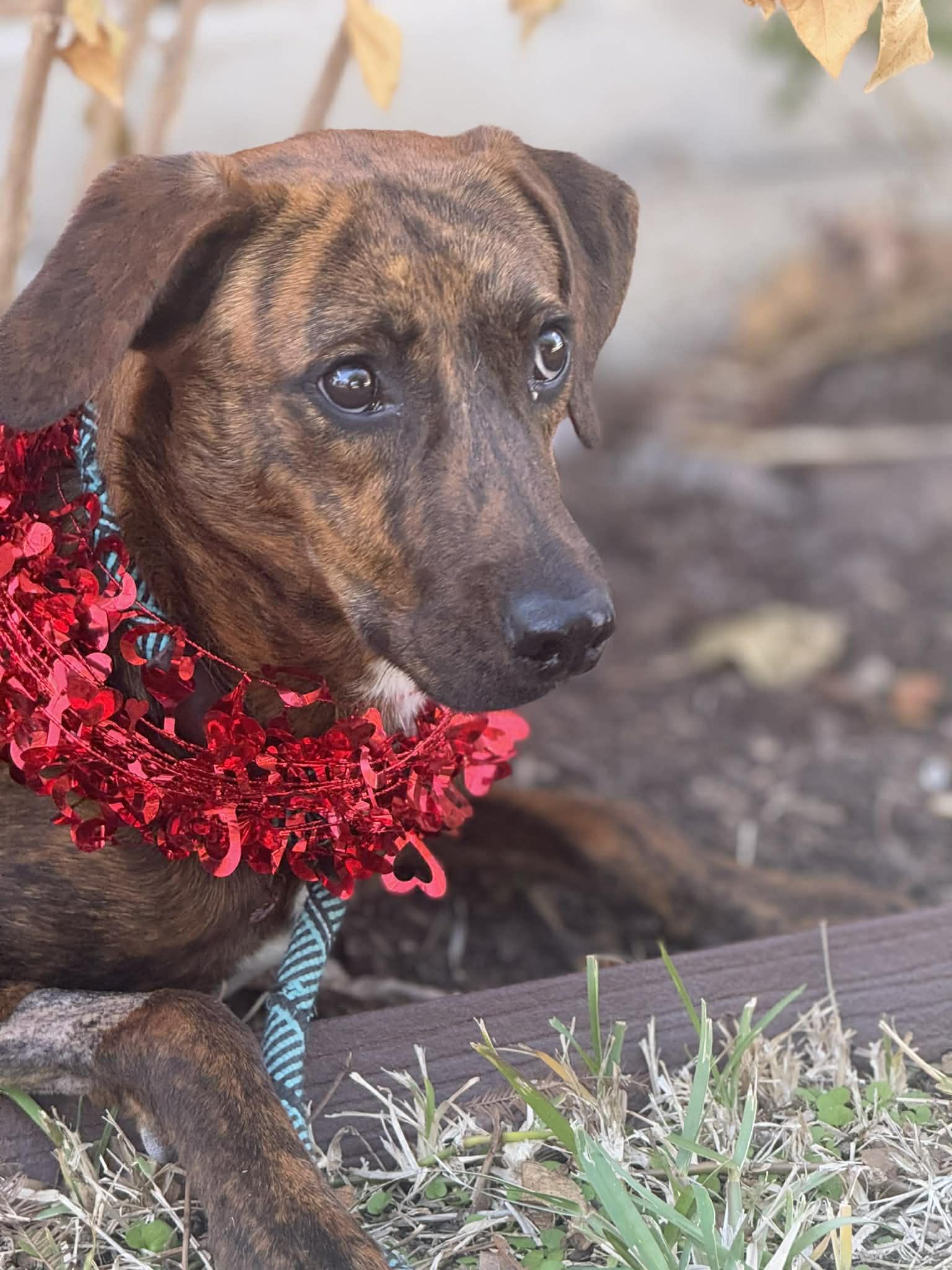 Austin — thumbnail 4