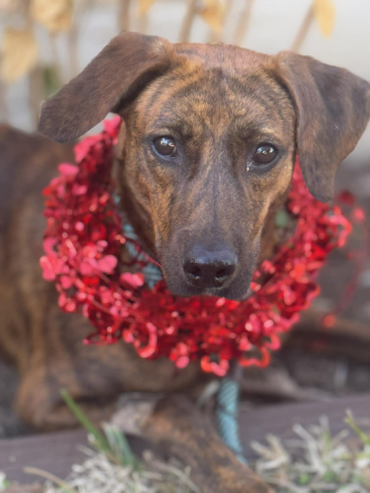 Austin — thumbnail 6