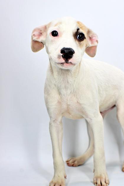 Wayne, Adoptable, Puppy Male Beagle & Terrier.