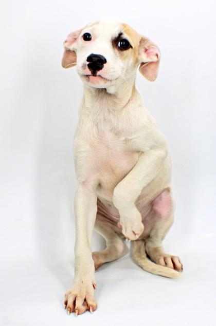 Enlarge Wayne, a Adoptable mixed breed in Morton Grove, IL image 2/3