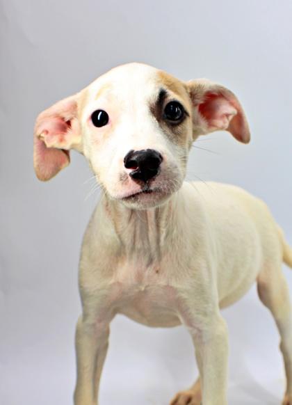 Enlarge Wayne, a Adoptable mixed breed in Morton Grove, IL image 3/3