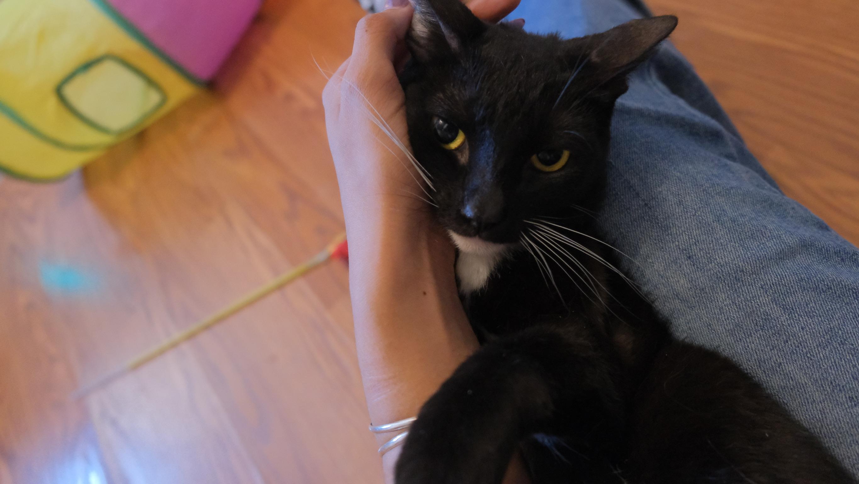 Leni, Adoptable, Young Female Tuxedo.