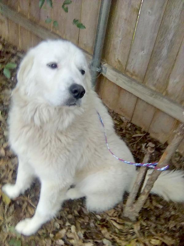 Enlarge Ivan, a Adoptable Great Pyrenees in Bellevue, WA image 2/6
