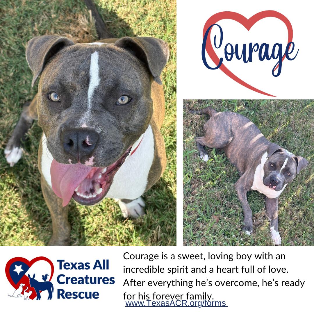 Courage, Adoptable, Adult Male Terrier & Pit Bull Terrier.