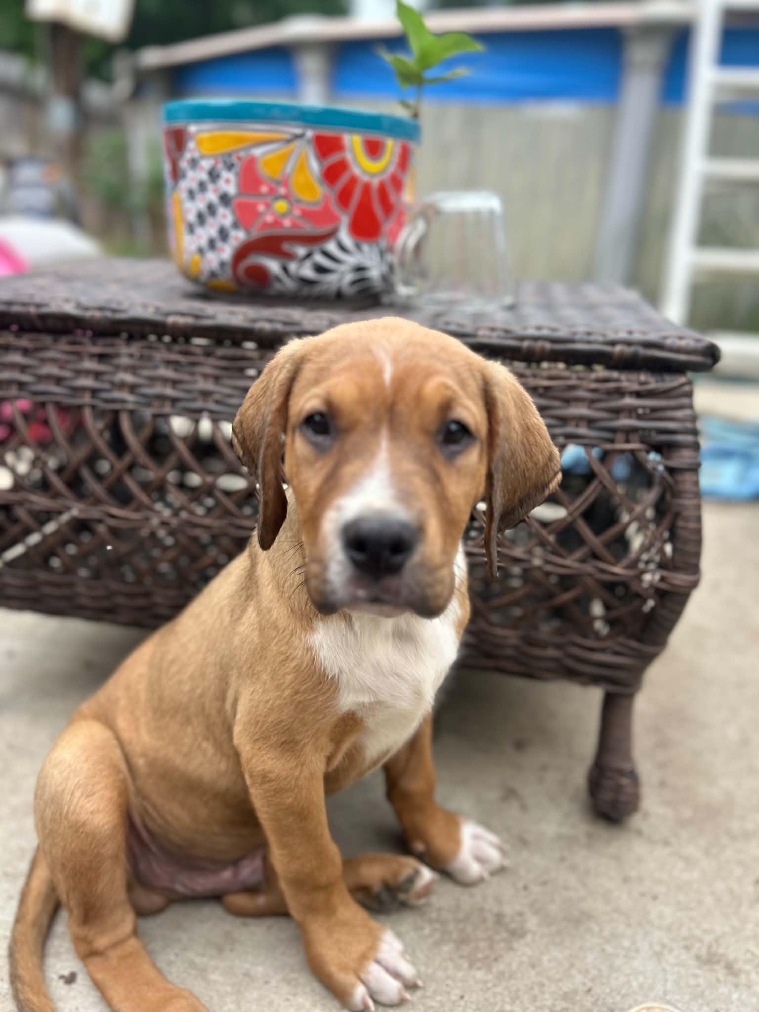 Enlarge Rex, a ADOPTABLE mixed breed in Kannapolis, NC image 2/3