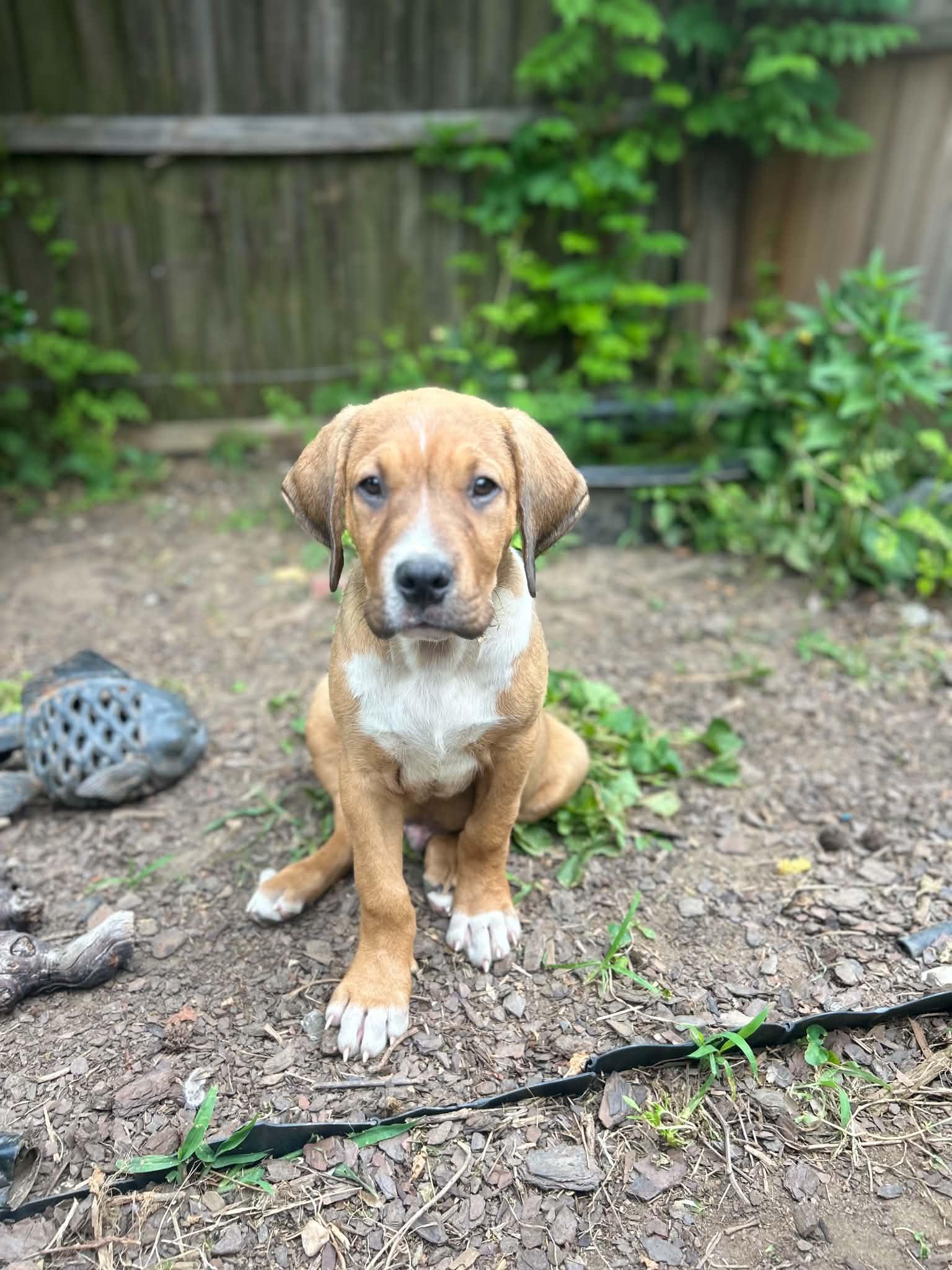 Enlarge Rex, a ADOPTABLE mixed breed in Kannapolis, NC image 1/3