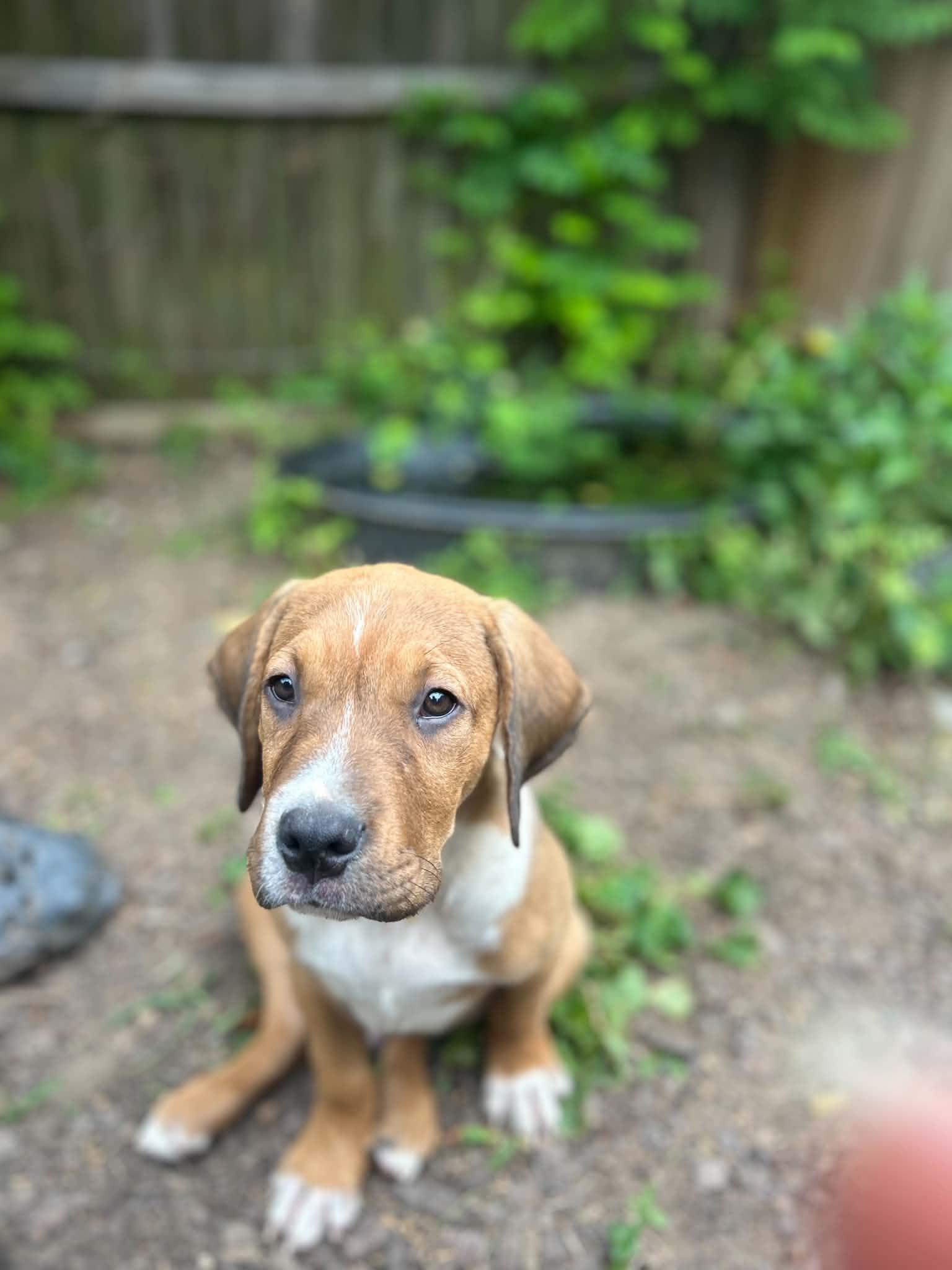Enlarge Rex, a ADOPTABLE mixed breed in Kannapolis, NC image 3/3