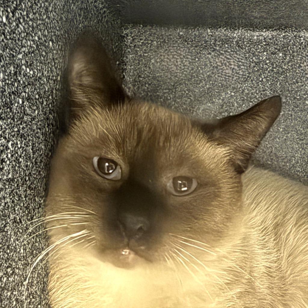 Simon, Adoptable, Adult Male Domestic Short Hair.