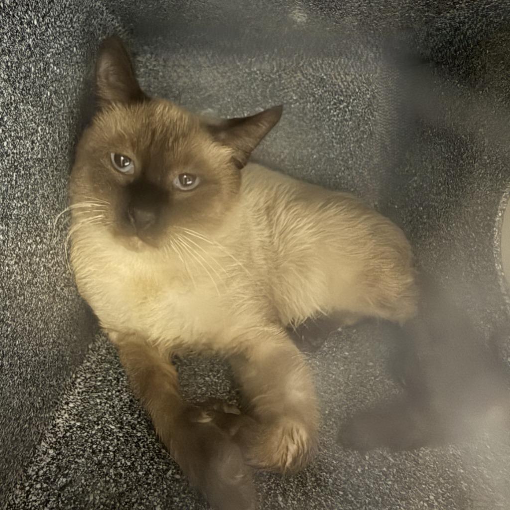 Enlarge Simon, a Adoptable mixed breed in Brenham, TX image 2/2