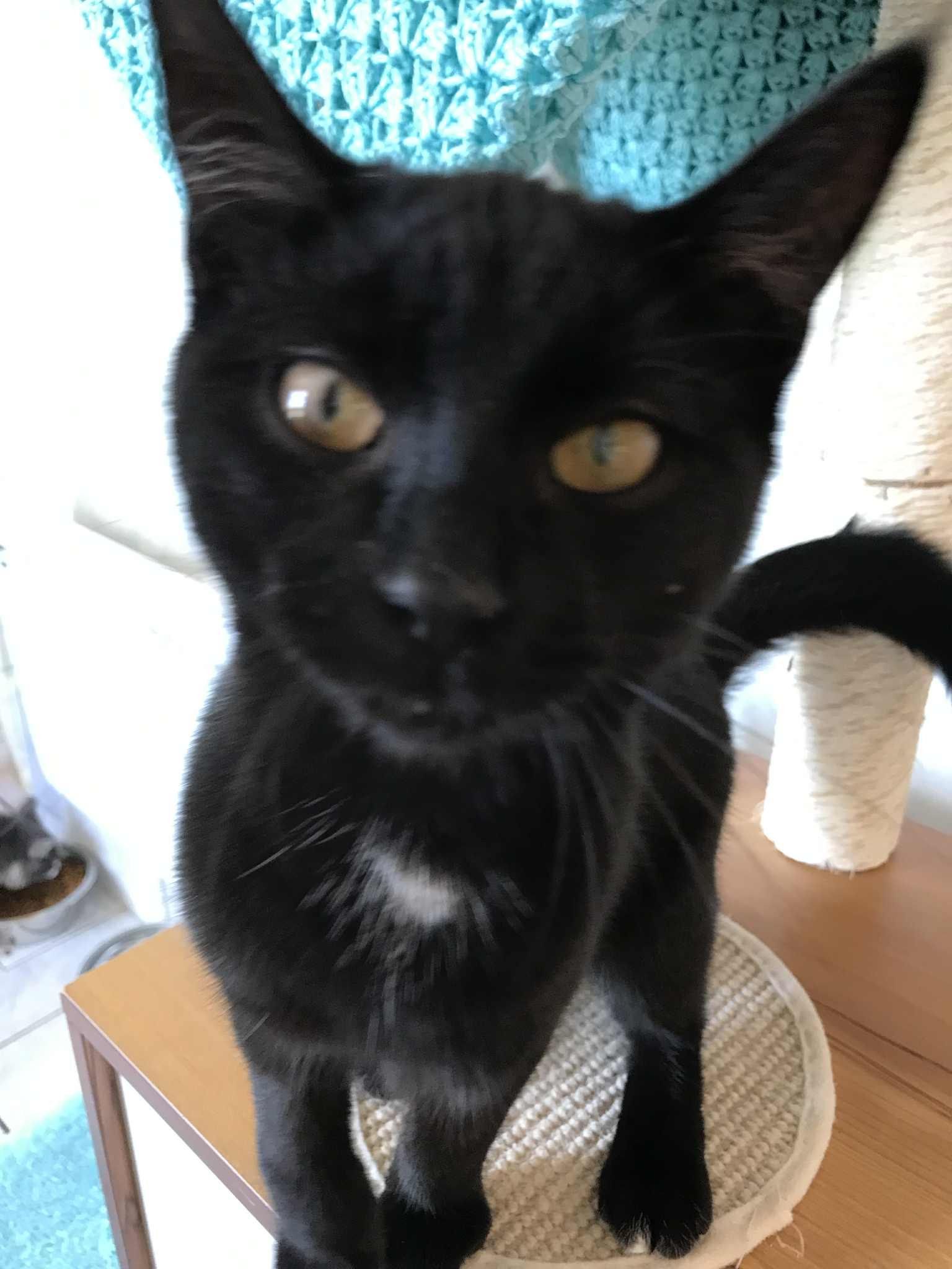 Fili, an adoptable Domestic Short Hair in Arthurette, NB, E7H 4C2 | Photo Image 1