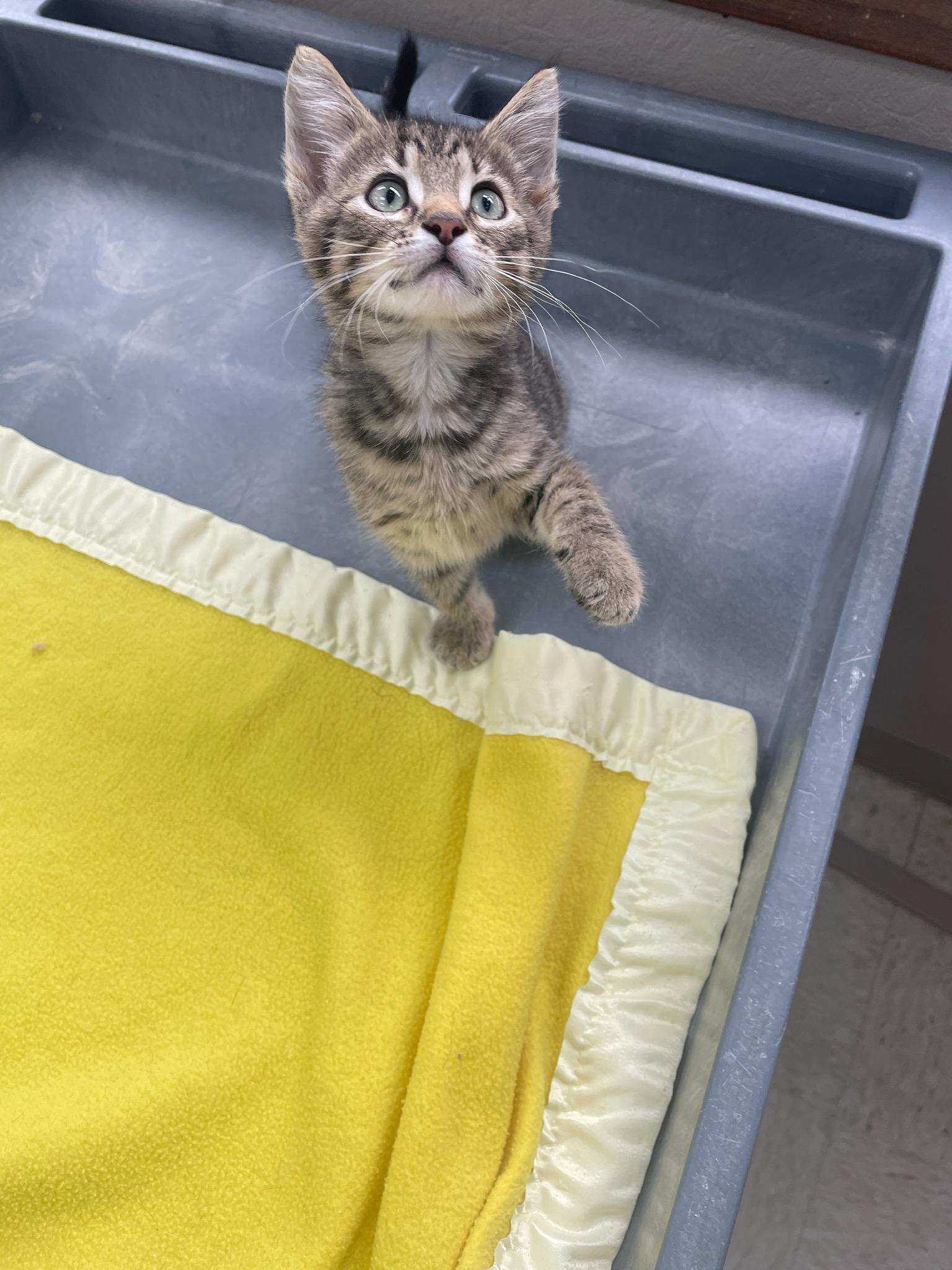Louie, an adopted Domestic Short Hair in Neillsville, WI image 5/6