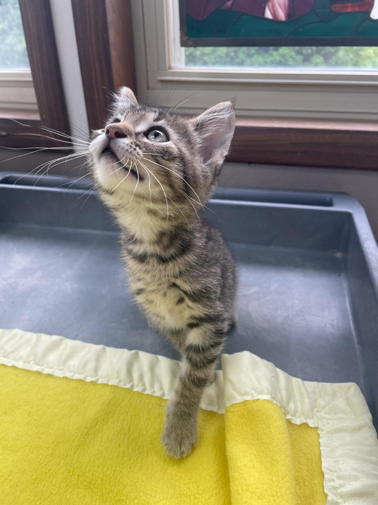 Louie, an adopted Domestic Short Hair in Neillsville, WI image 4/6