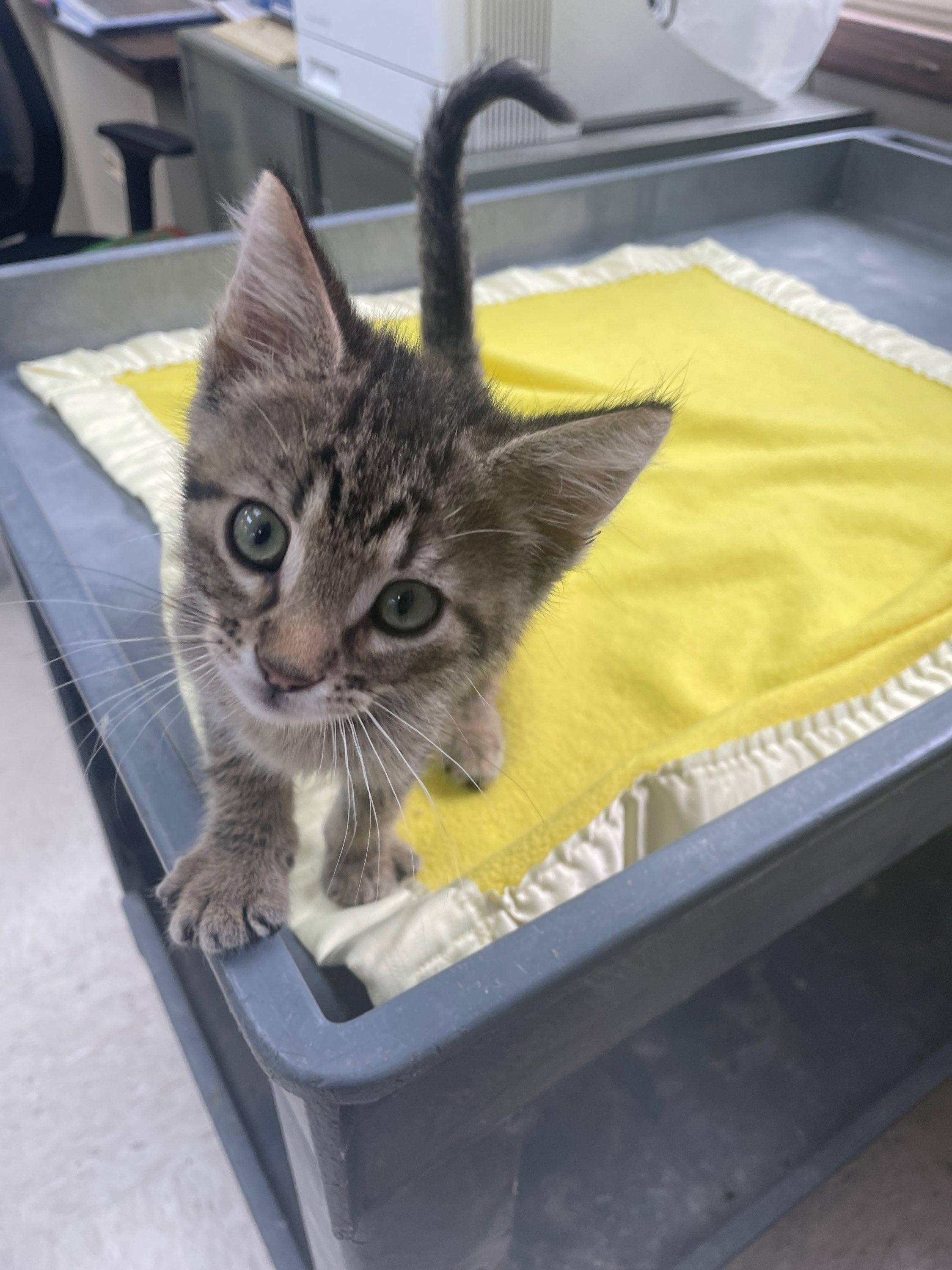 Louie, an adopted Domestic Short Hair in Neillsville, WI image 2/6