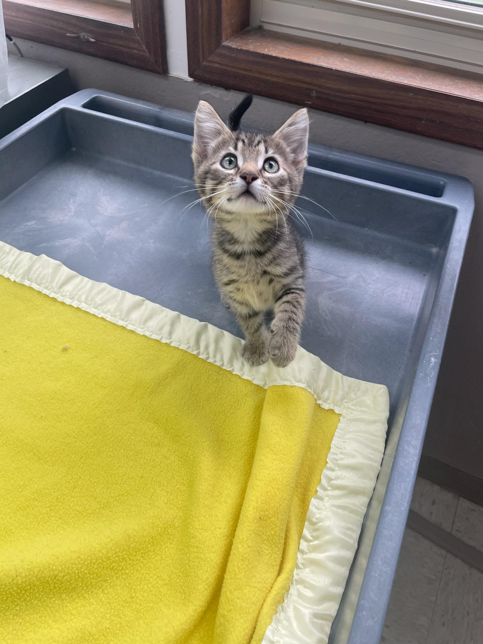 Louie, an adopted Domestic Short Hair in Neillsville, WI image 3/6