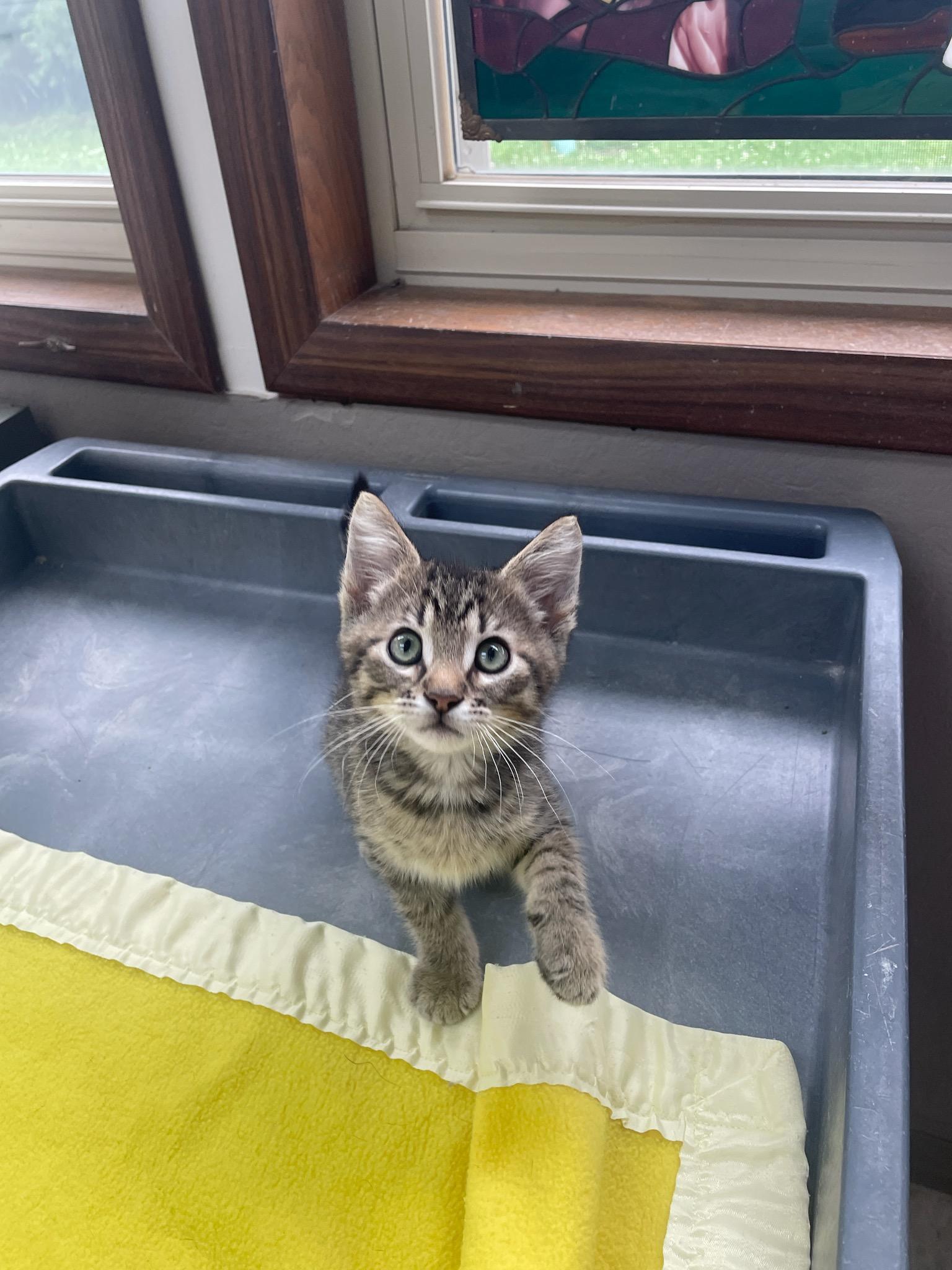 Louie, an adopted Domestic Short Hair in Neillsville, WI image 6/6