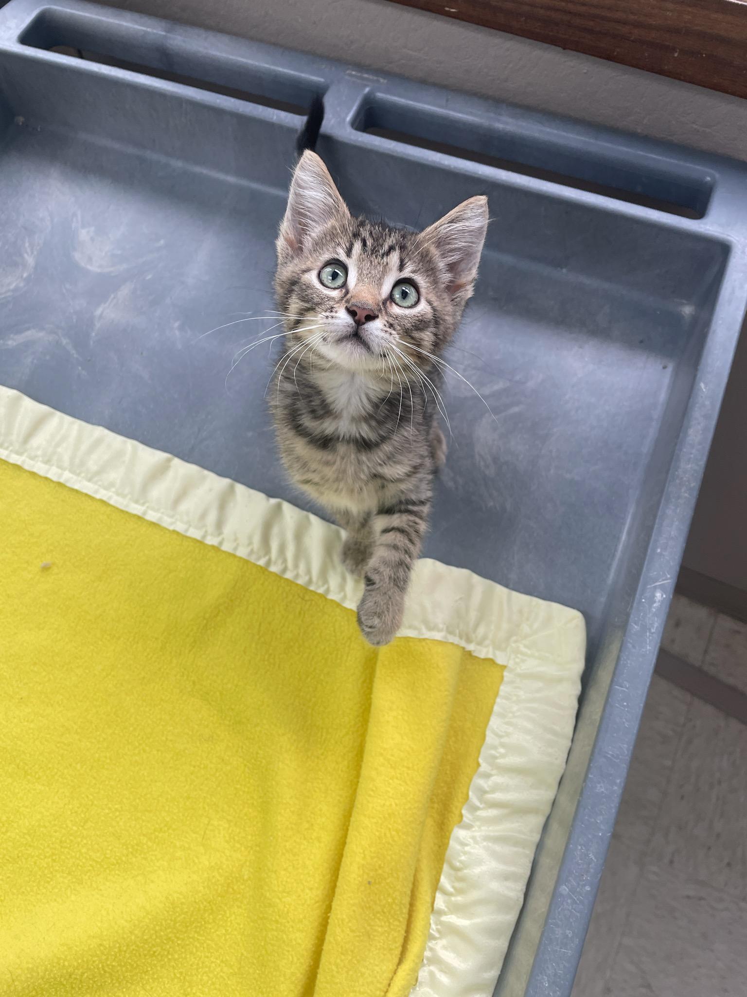 Louie, adopted, Kitten Male Domestic Short Hair.