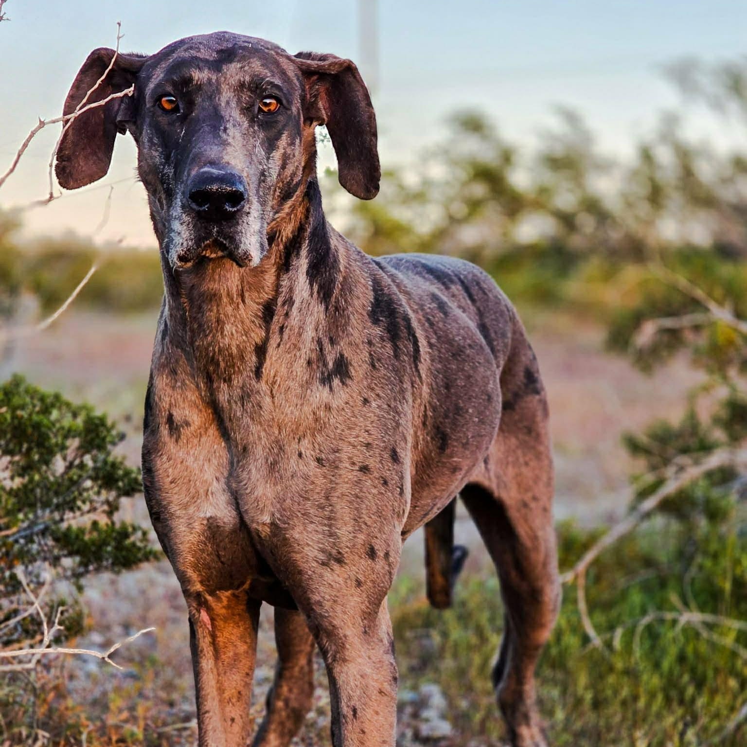 Shadow, Adoptable, Young Female Great Dane.