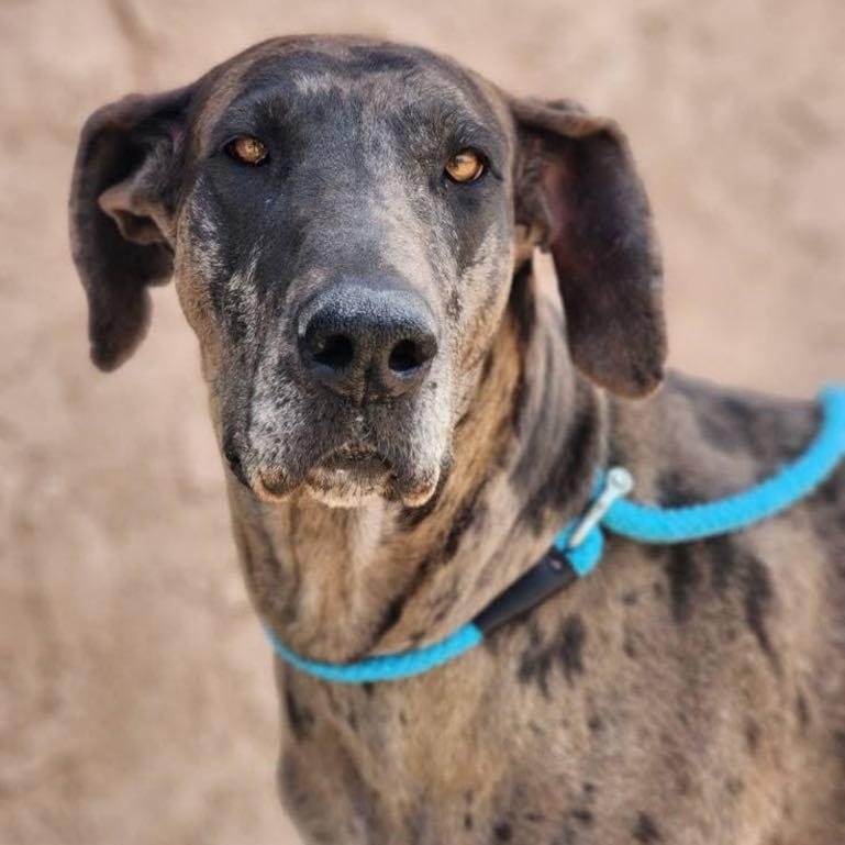 Enlarge Shadow, a Adoptable Great Dane in Tehachapi, CA image 1/2