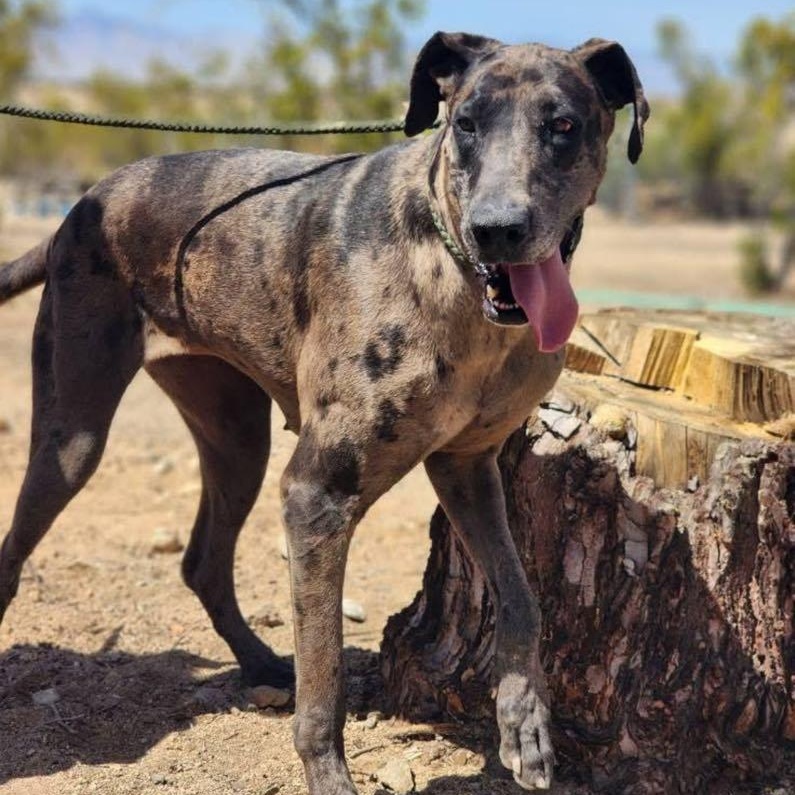 Enlarge Shadow, a Adoptable Great Dane in Tehachapi, CA image 2/2