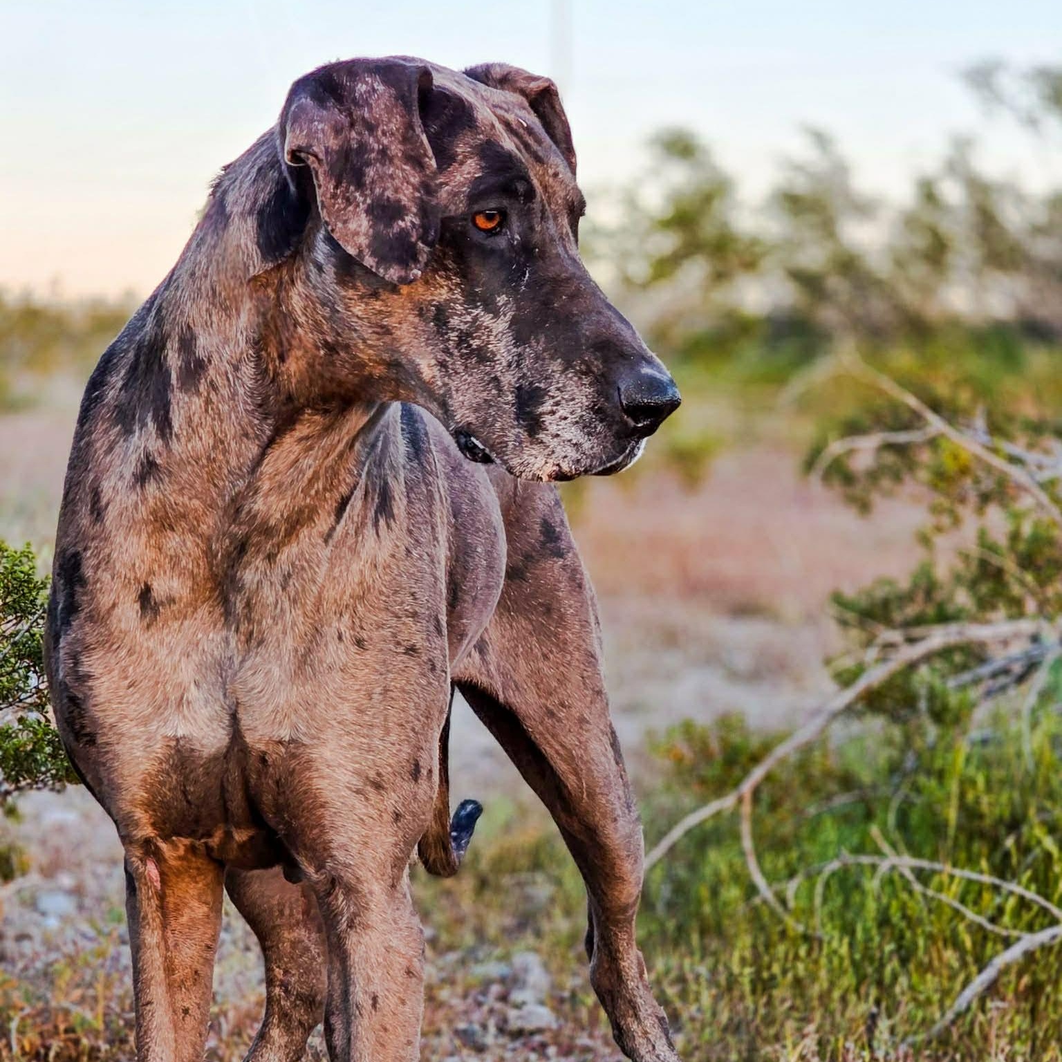 Enlarge Shadow, a Adoptable Great Dane in Tehachapi, CA image 2/4