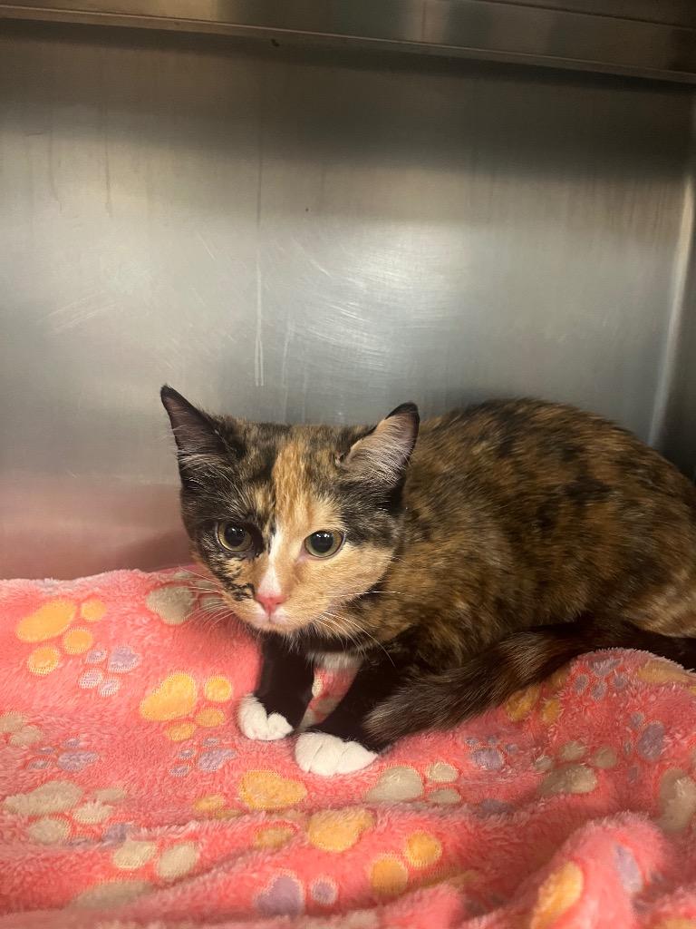 Kallie, Adopted, Young Female Domestic Short Hair.