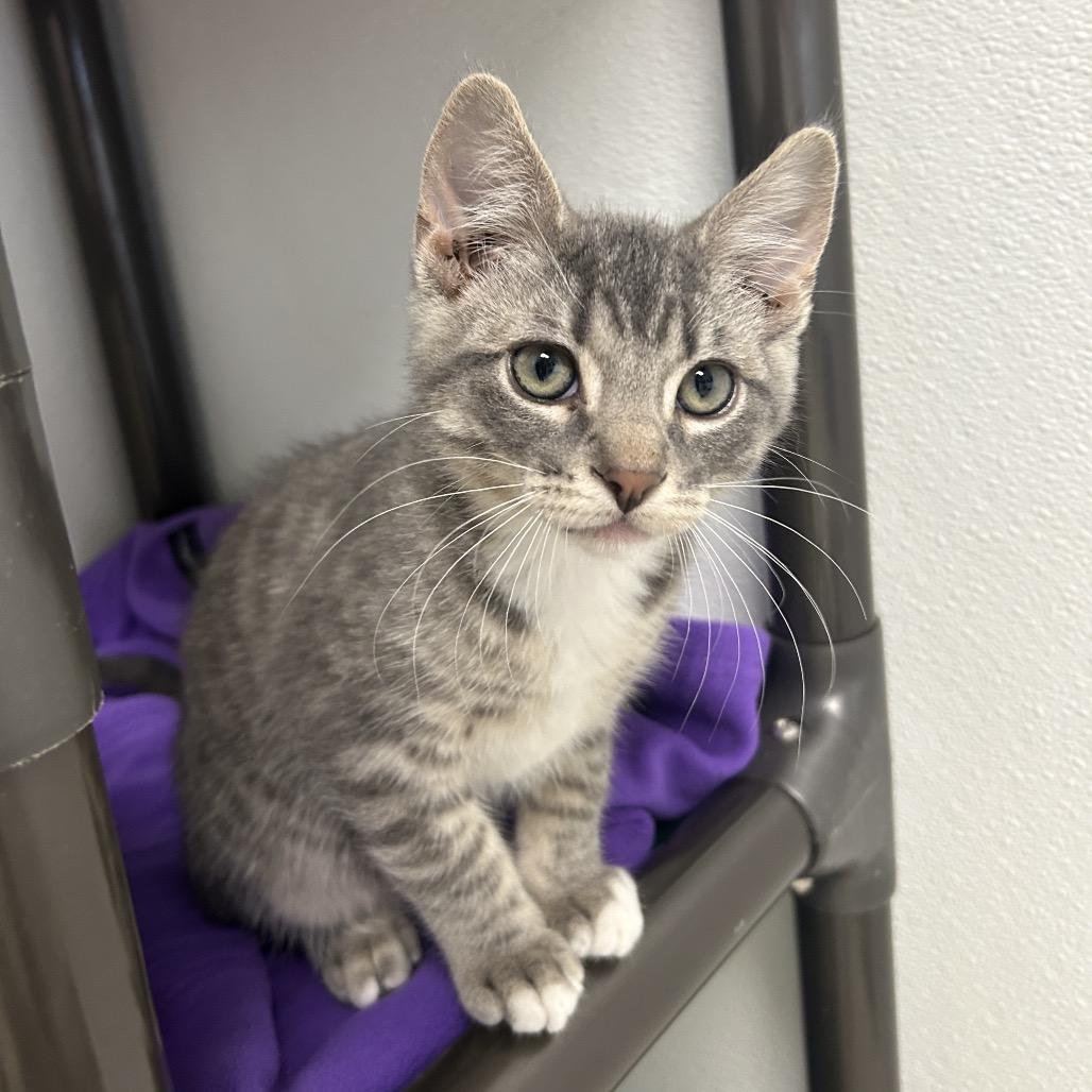 Thanatos, Adoptable, Kitten Male Domestic Short Hair.