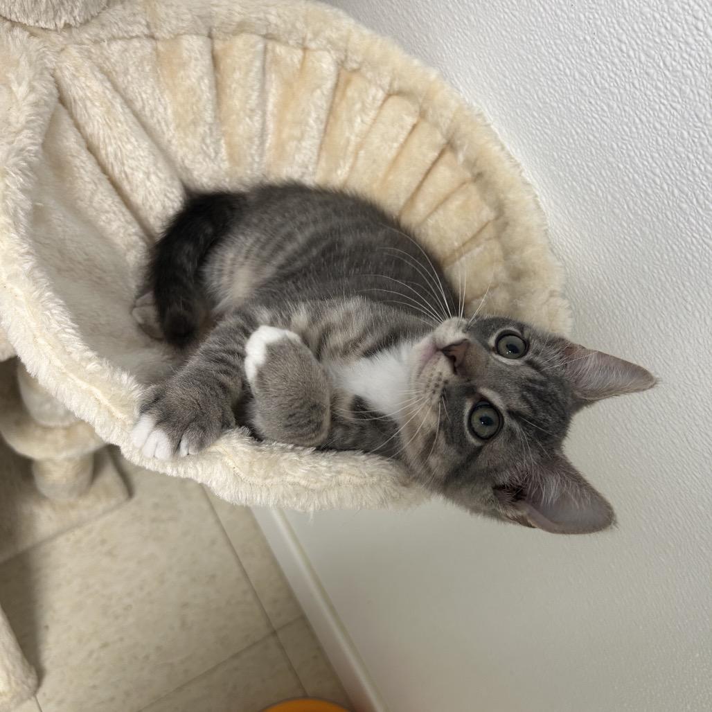Thanatos, a Adoptable Domestic Short Hair in Milford, IA image 2/3