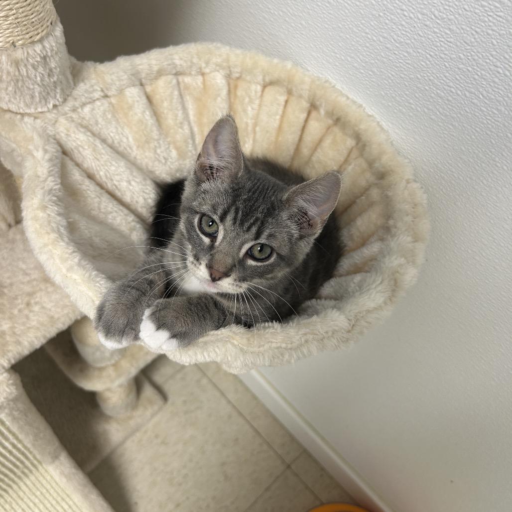 Thanatos, a Adoptable Domestic Short Hair in Milford, IA image 3/3