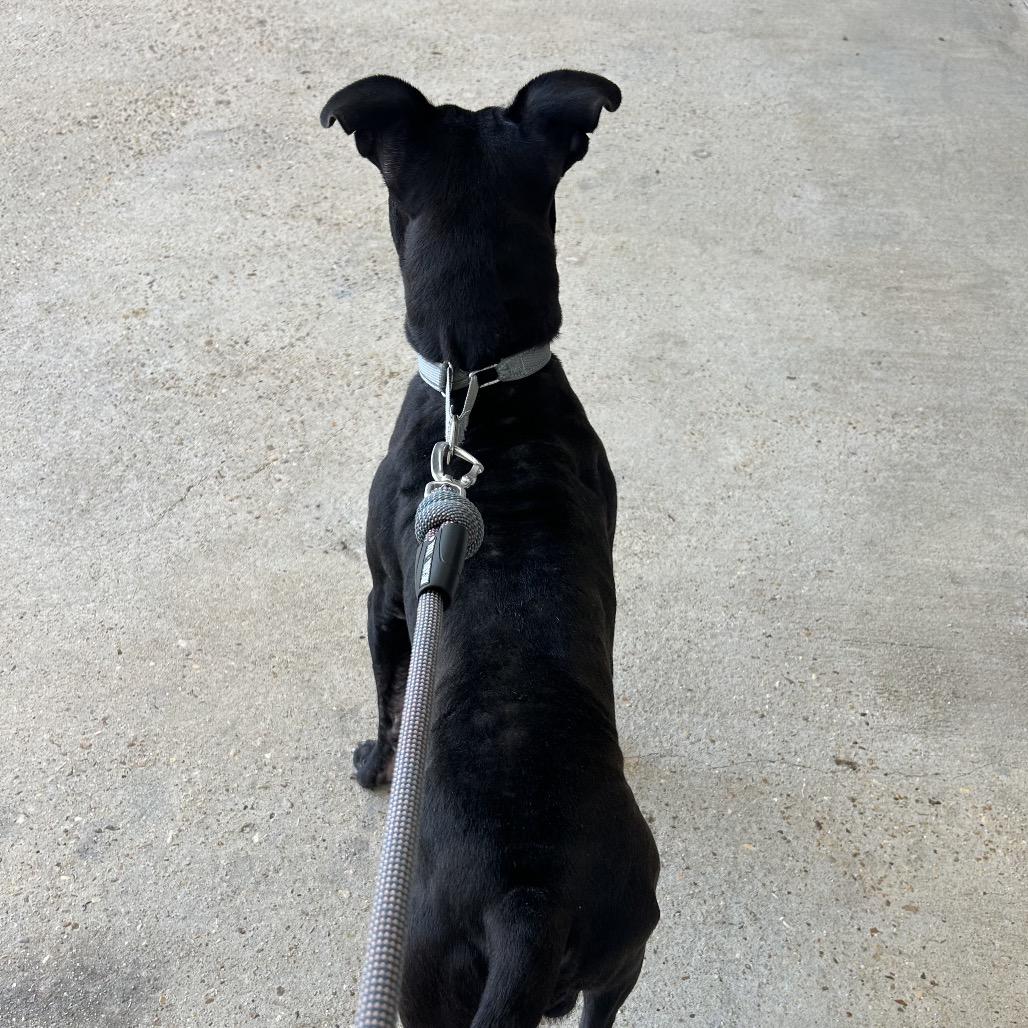 Enlarge Benny Goodman (Reduced Rover), a Adoptable Pit Bull Terrier in New Orleans, LA image 2/6