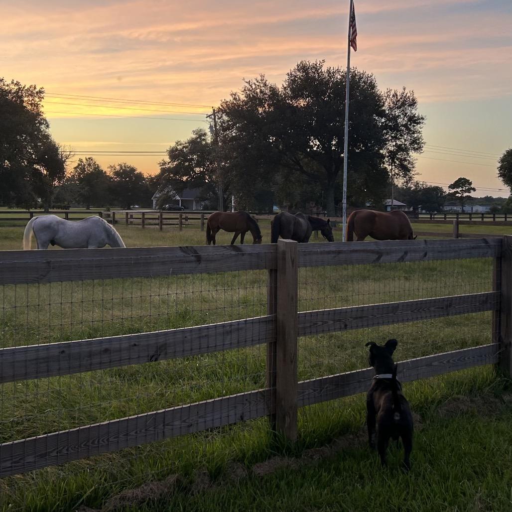Enlarge Benny Goodman (Reduced Rover), a Adoptable Pit Bull Terrier in New Orleans, LA image 5/6