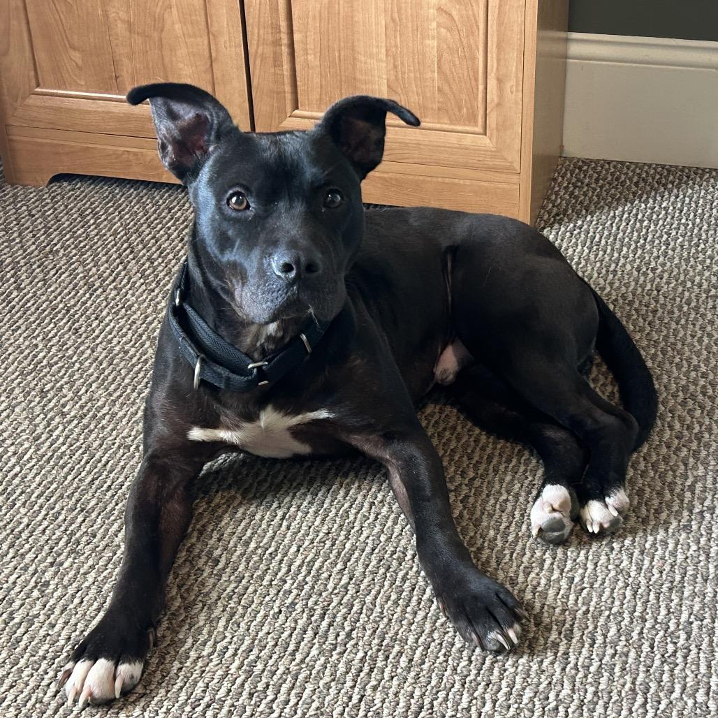 Benny Goodman (Reduced Rover), a Adoptable Pit Bull Terrier image 3/6