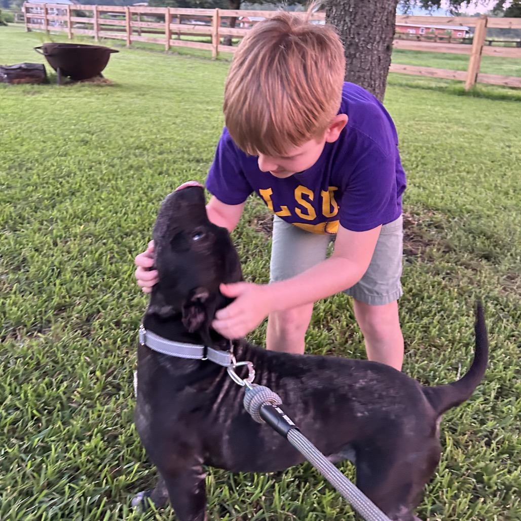Enlarge Benny Goodman (Reduced Rover), a Adoptable Pit Bull Terrier in New Orleans, LA image 6/6