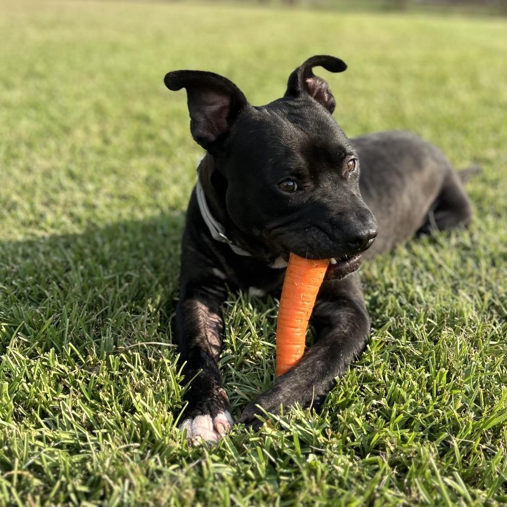 Benny Goodman (Reduced Rover), a Adoptable Pit Bull Terrier image 6/6