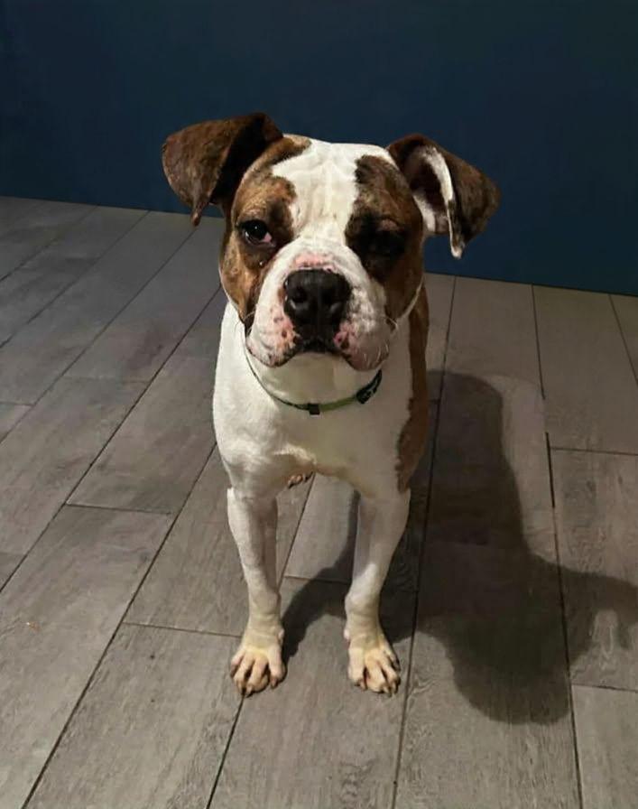 Billy, Adoptable, Young Male Boxer.