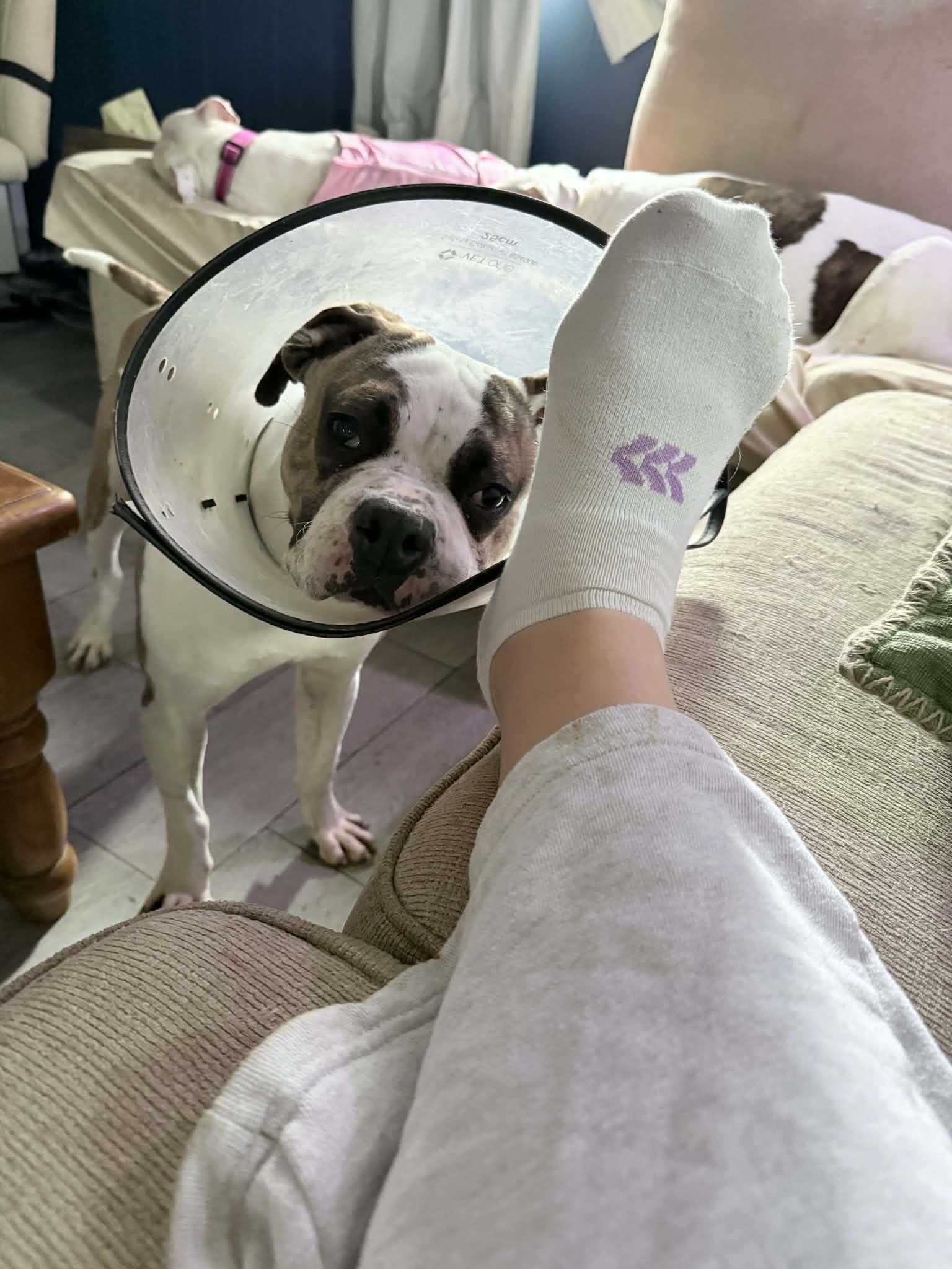 Billy, Adoptable, Young Male Boxer.