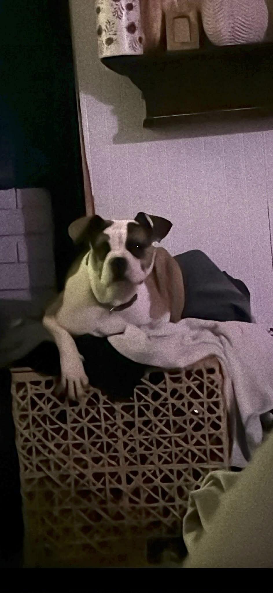 Billy, a Adoptable Boxer in Fenton, MO image 2/3