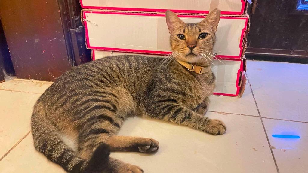 Mini Chili, Adoptable, Young Male Domestic Short Hair.