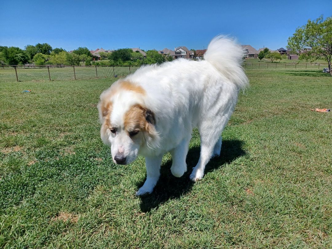 Apollo - Courtesy Listing, a Adoptable Great Pyrenees in Weatherford, TX image 6/10